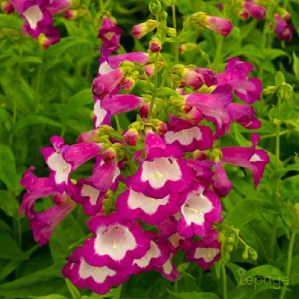 3 galane 'gloires des quatres rues' (penstemon 'gloire des quatres rues')