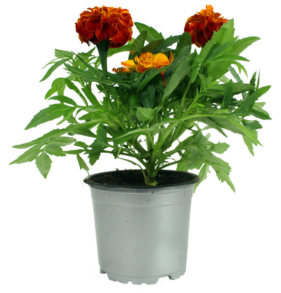 Oeillet d'inde triploide pot 10,5 cm