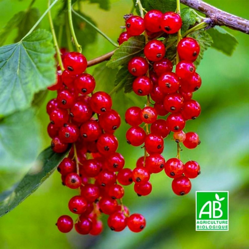 Groseillier à Grappes 'Wilder' BIO…