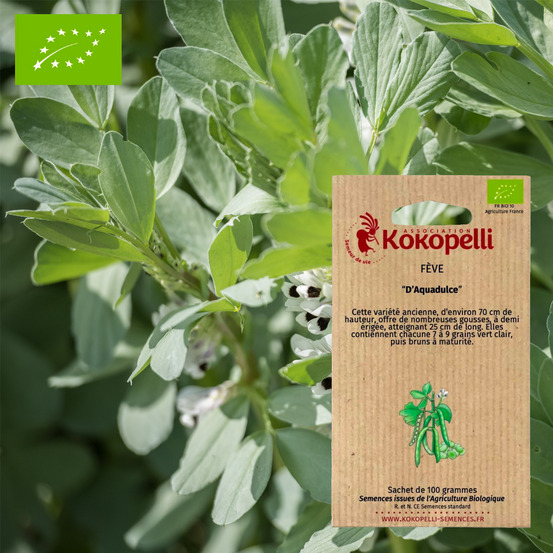 Graines bio à semer - fève d'aquadulce