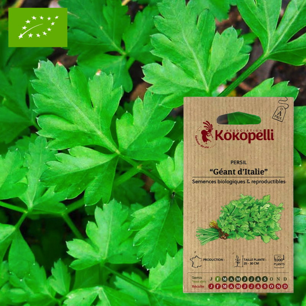 Graines bio à semer - persil géant d'italie