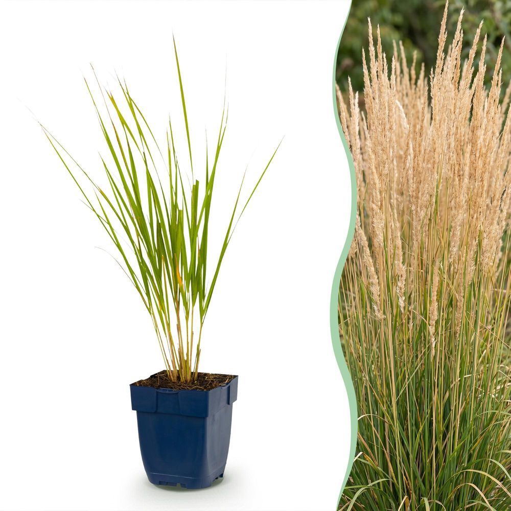 Calamagrostide 'karl foerster' - lot de 12 - pot 11 cm - hauteur 25 cm