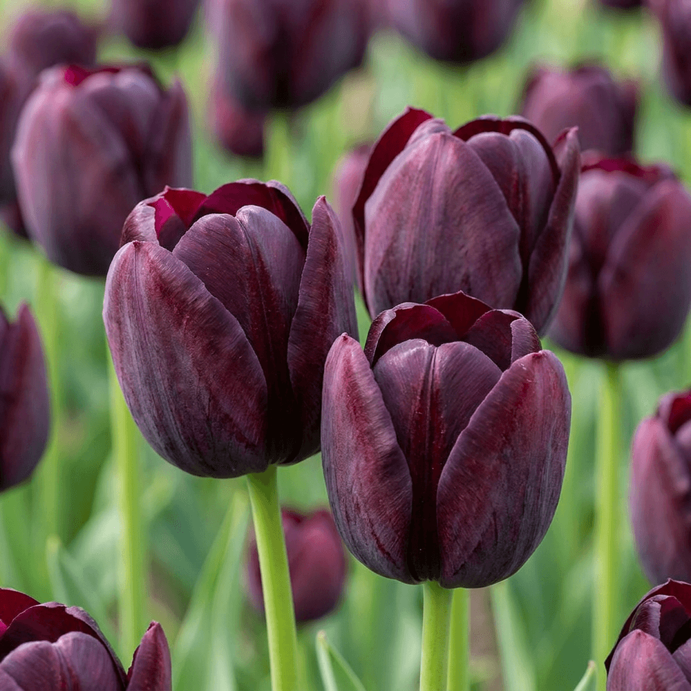 Tulipe triomphe violet foncé - 24 bulbes