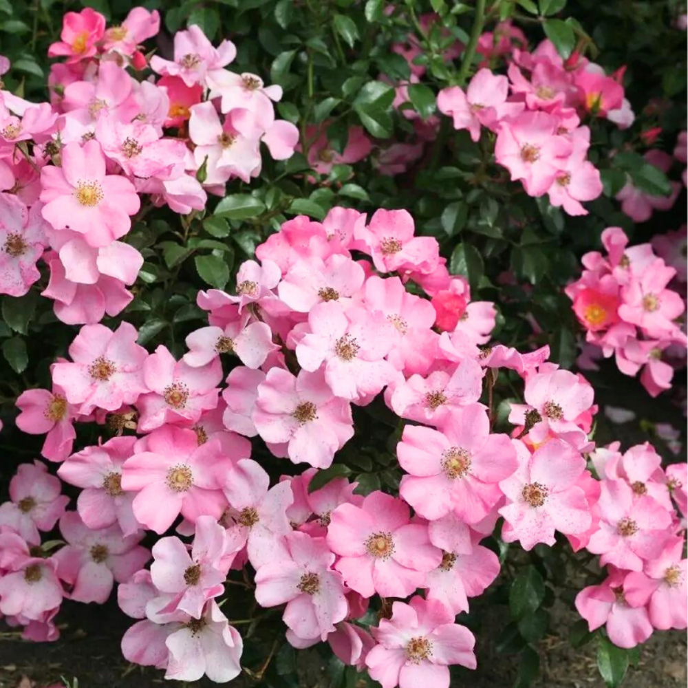 Rosier fortuna pétale rose floribunda - racines nues