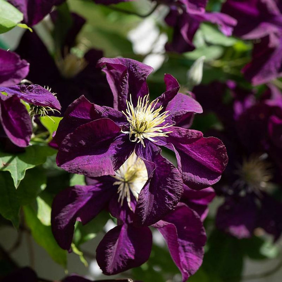 Clématite the heroes of warsaw pot de 1,5l - tuteur bambou 30/60 cm