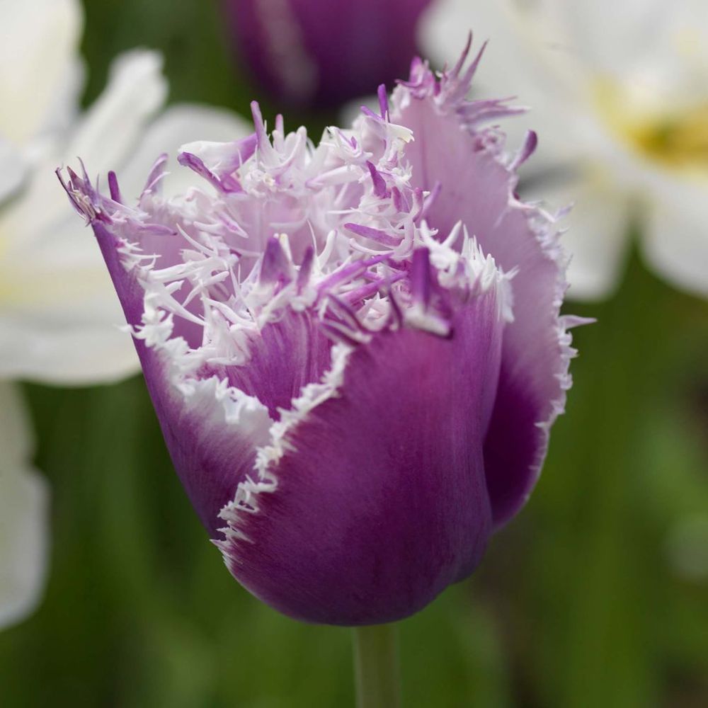 Tulipe dentelles 'cummins' bulbe calibre 12 (par 6)