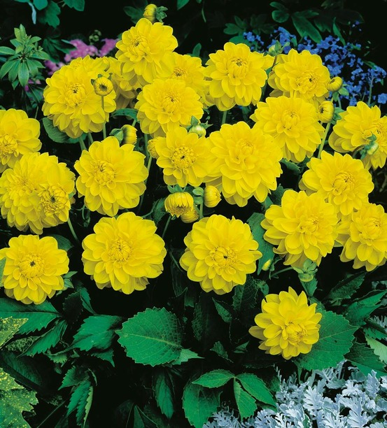 Dahlia buiss,decoratif sisa