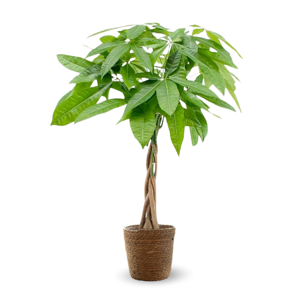Pachira aquatica avec panier en jonc de mer - plante d'intérieur - peu d'entretien - ↕ 100-110 cm - ⌀ 22 cm - money tree