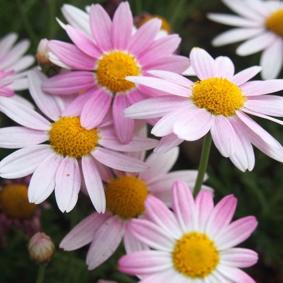 Chrysanthème 'hebe' pot de 2l/3l