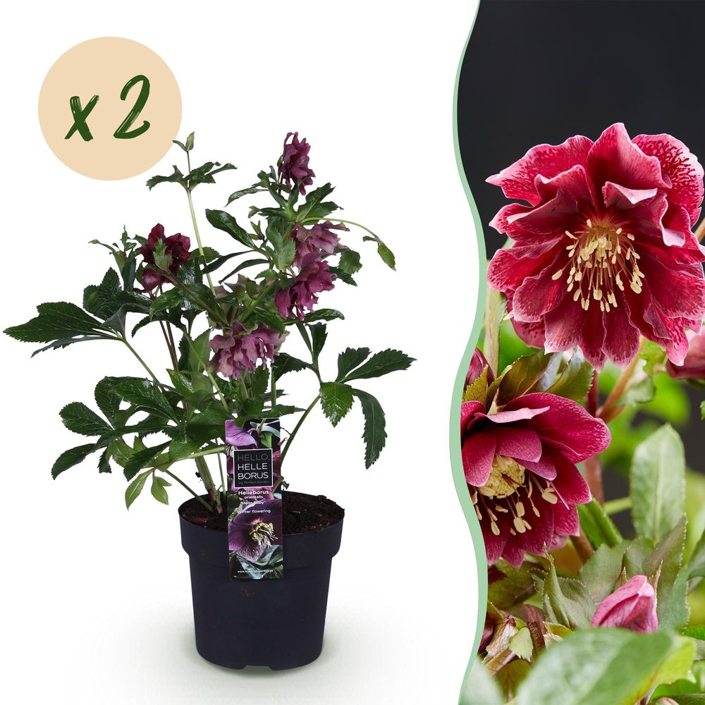 Hellébore double ellen red - 2 plants - h 35 cm, pot ø14 cm