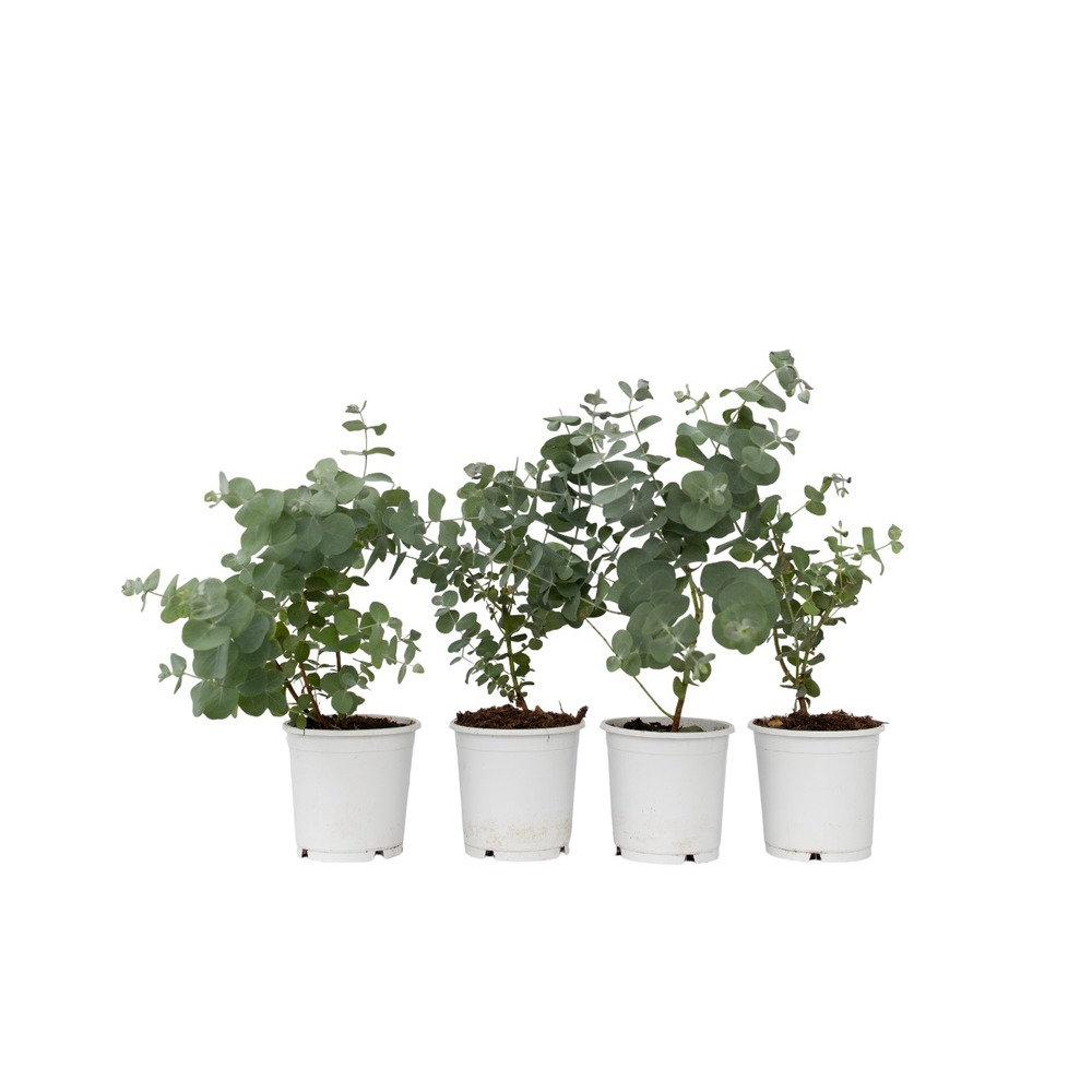 Gommier - set de 4 - eucalyptus 'pulverulenta' - hauteur 25-40cm - ⌀12cm