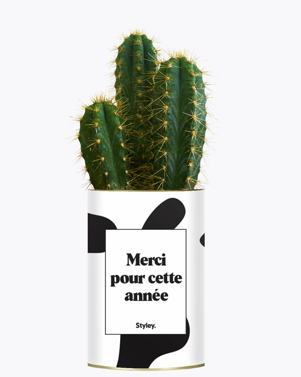 Plante facile à entretenir - merci pour cette année - cactus