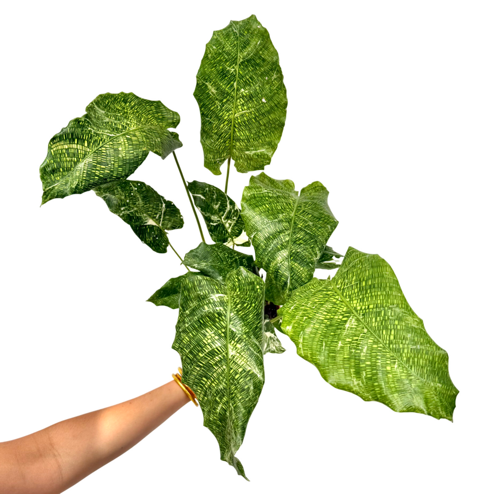 Calathea musaica 'variegata' - pot de 10,5cm