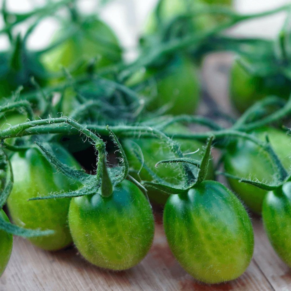 Plant de tomate green envy type cerise godet