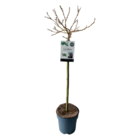 Salix helvetica - saule nain sur tronc - arbres - dimension du pot 19 cm - hauteur 80-90 cm - vert frais