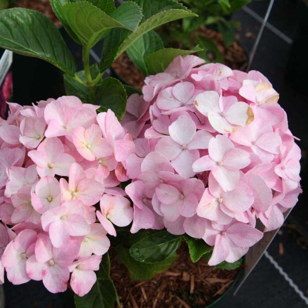 Hortensia 'belle séduction' pot de 7,5l/10l