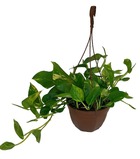 Plante d'intérieur - epipremnum pinnatum 50.0cm