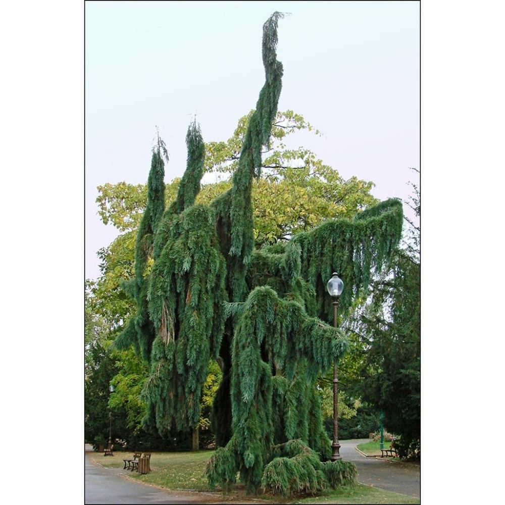Séquoia géant 'pendulum' pot de 4l/5l
