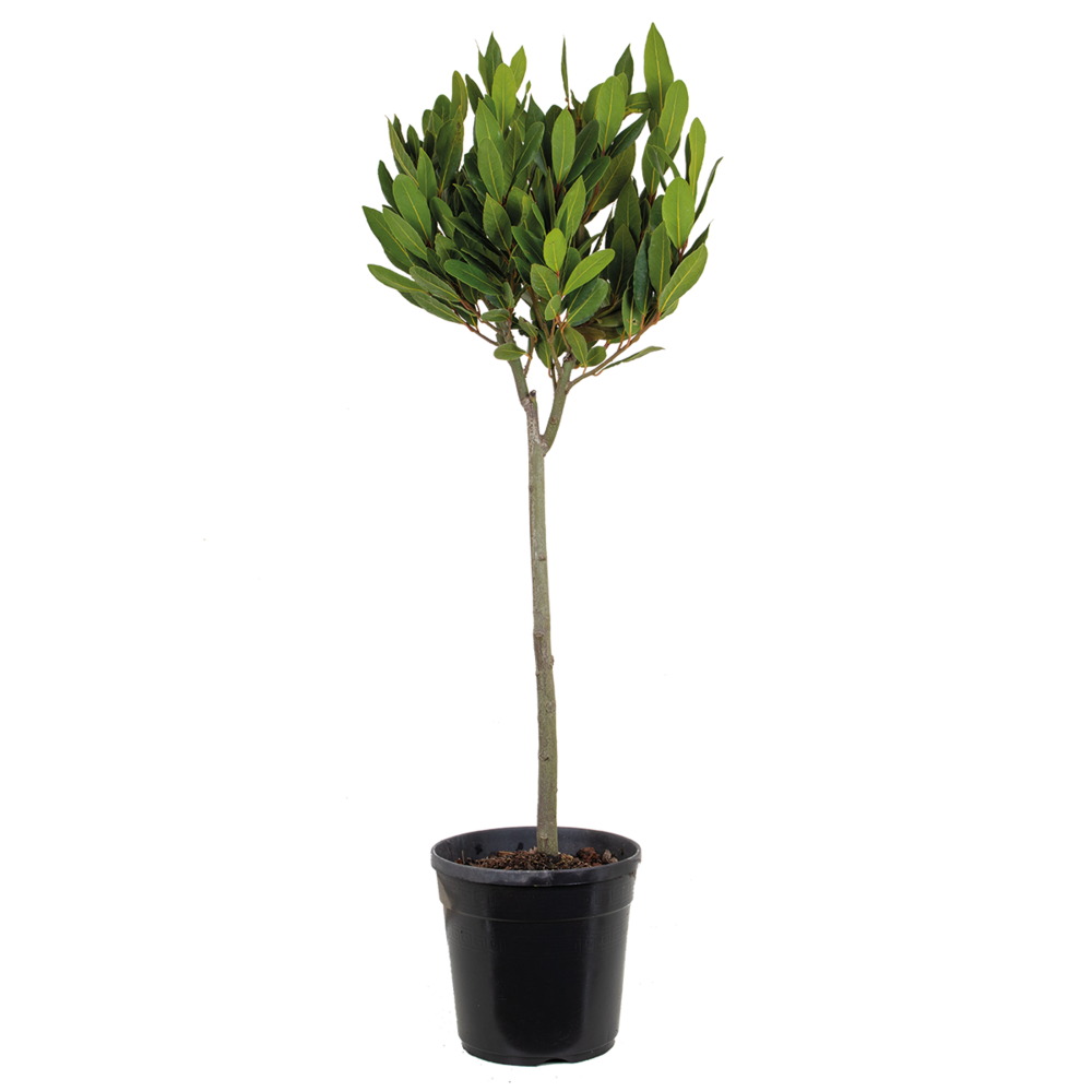 Laurus nobilis - laurier vrai sur tige - plante de laurier - hauteur 80-100 cm - pot 21 cm
