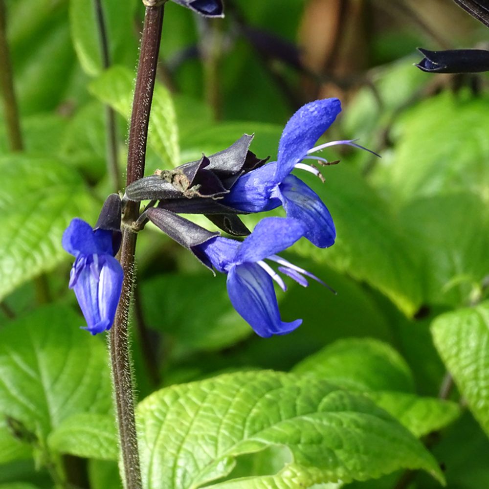 Sauge 'black and blue' pot de 2l/3l