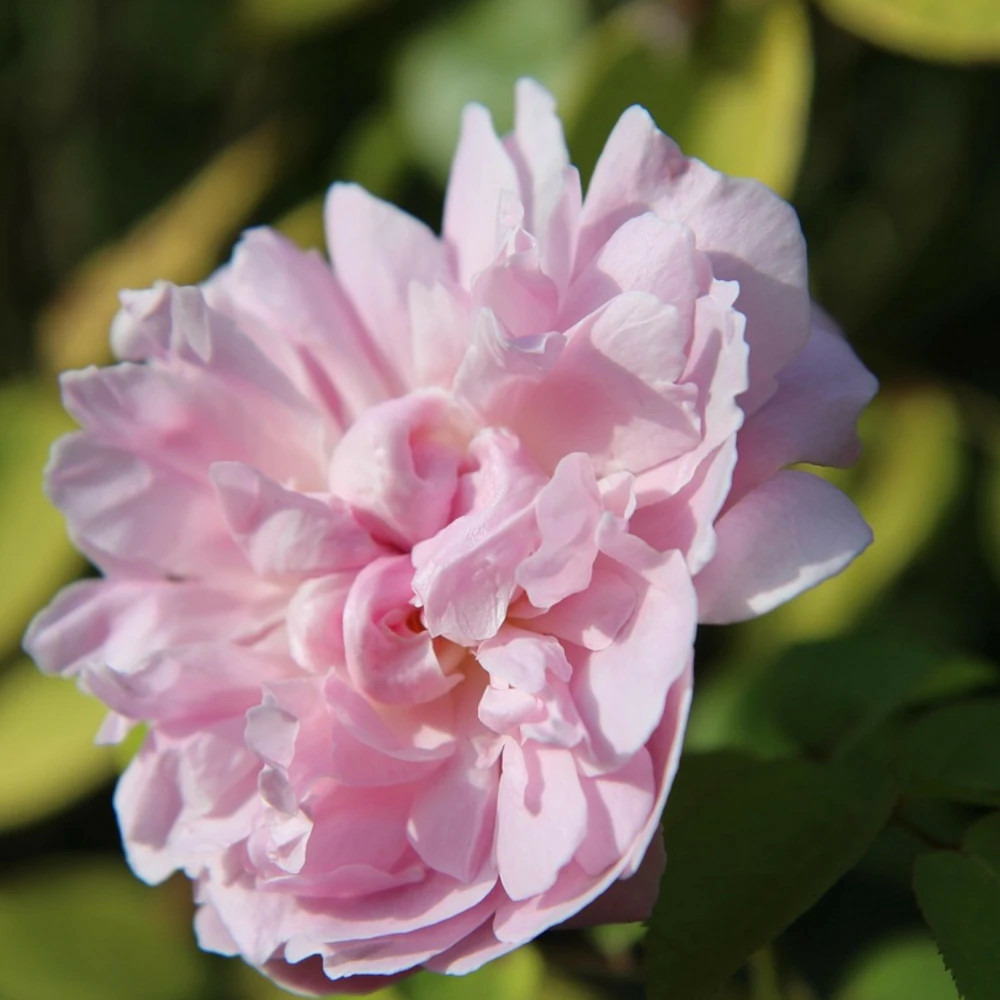 Rosier liane françois juranville/[-]pot de 15l - 100/150 cm à fleurs rose - feuillage caduc - port grimpantpot de 15l