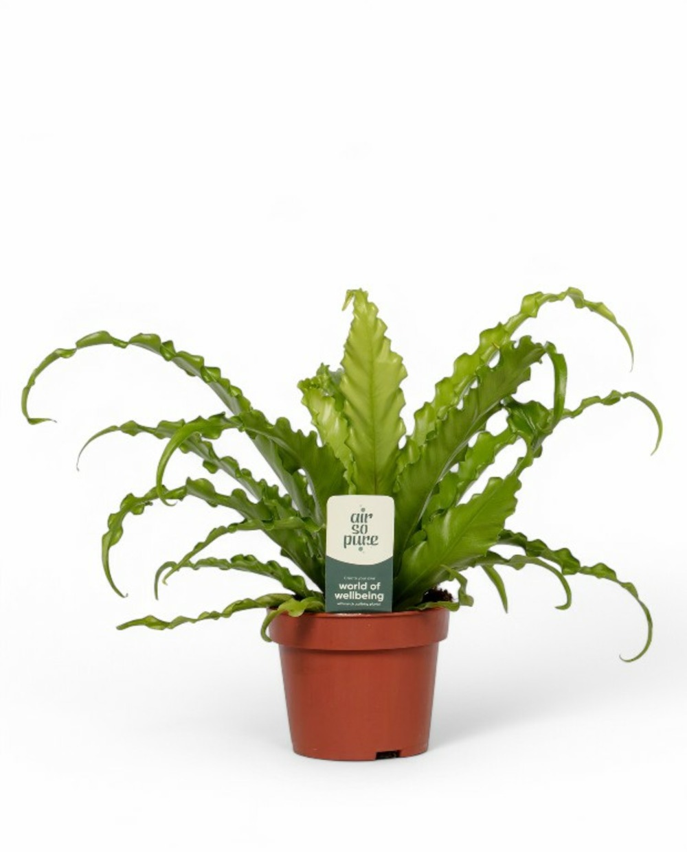 Asplenium antiquum osaka - fougère nid d'oiseau d. 6cm h. 15cm - plante d'intérieur
