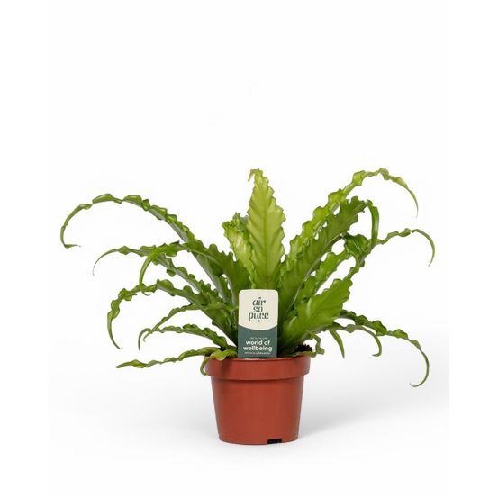 Asplenium antiquum osaka - fougère nid d'oiseau d. 6cm h. 15cm - plante d'intérieur
