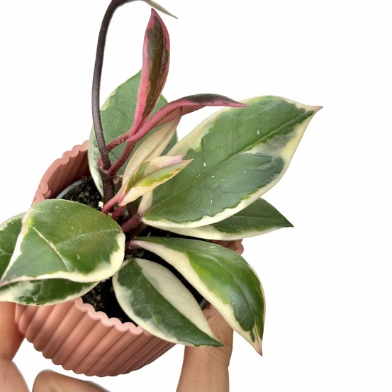 Hoya carnosa flamingo dream - pot de 6cm