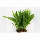 Plante aquatique : Microsorium Pteropus sur tapis (10x5cm)