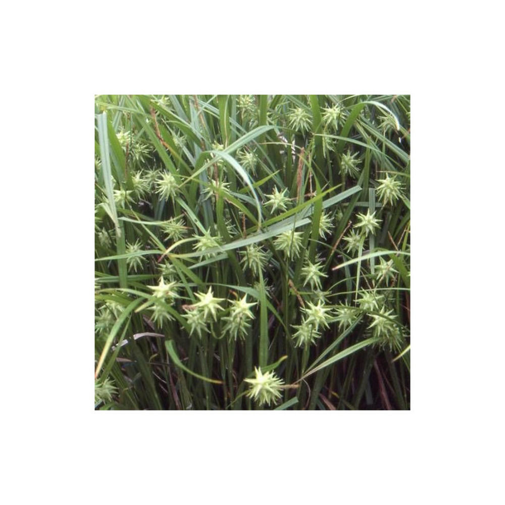 Laiche de gray godet - 5/20 cm