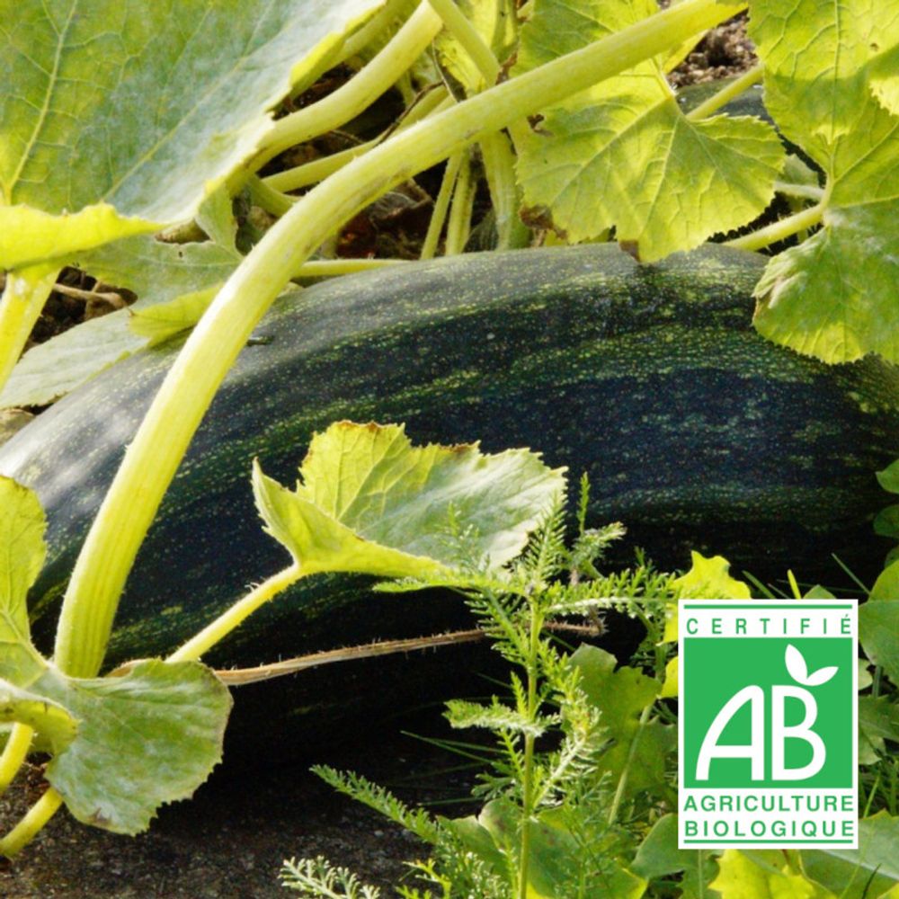 Graines de courgette noire maraîchère - sans traitement - vilmorin sachet