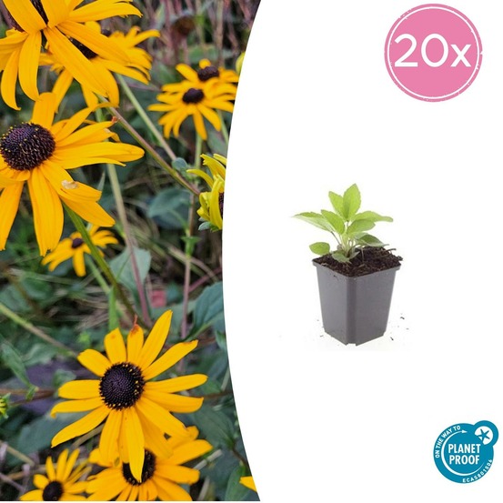 Rudbeckia 'goldsturm' x20 – entre 1,25 et 1,67m2
