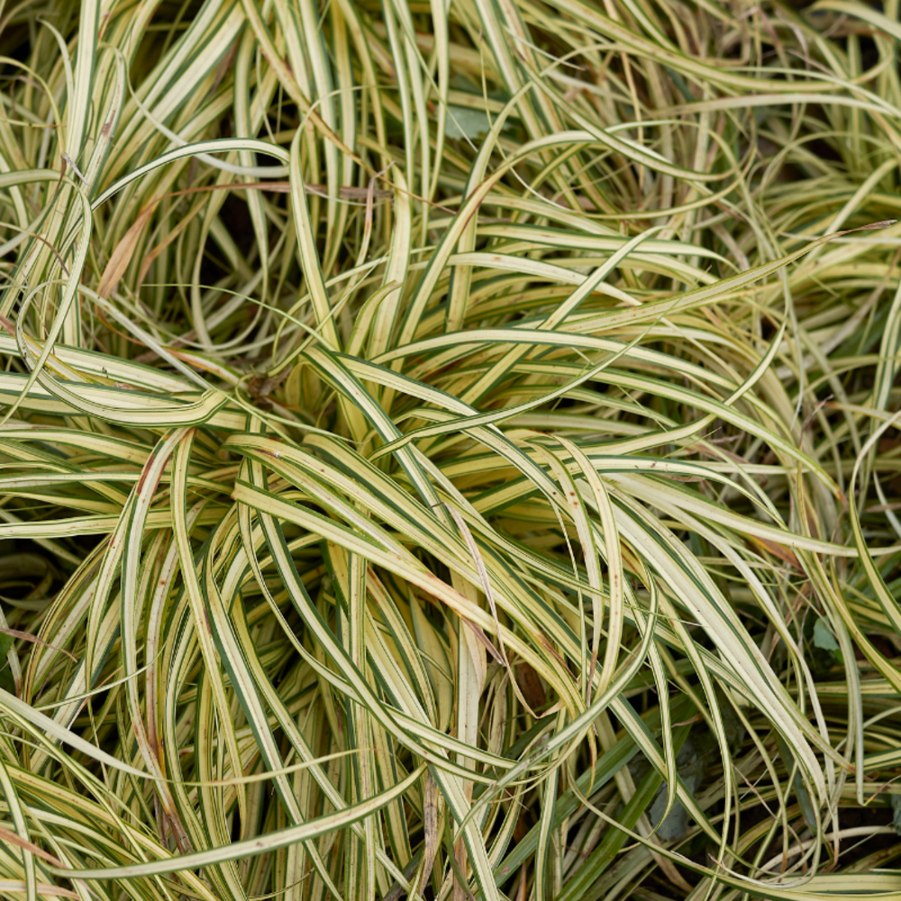Laîche doshima ribbon falls - carex oshimensis ribbon falls 20/30 cm pot 3l