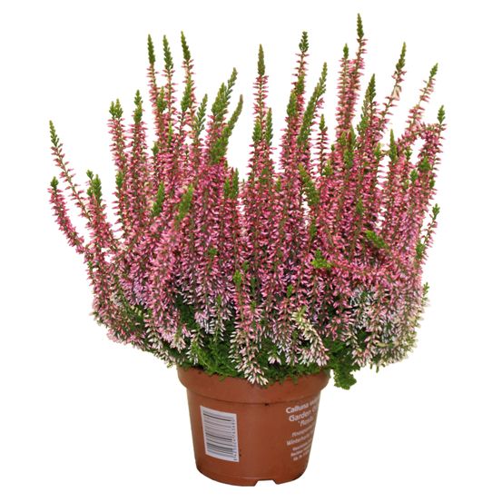 Bruyère calluna pot 10,5 cm