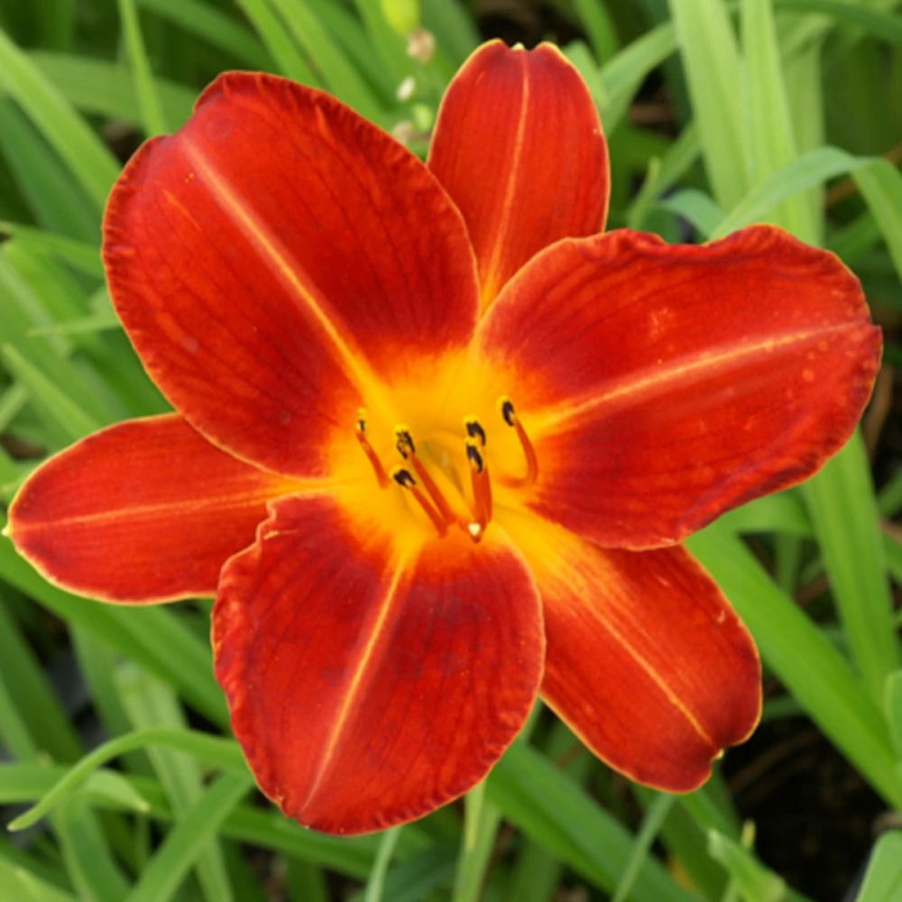 Hémérocalle chicago fire lot de 5 godets