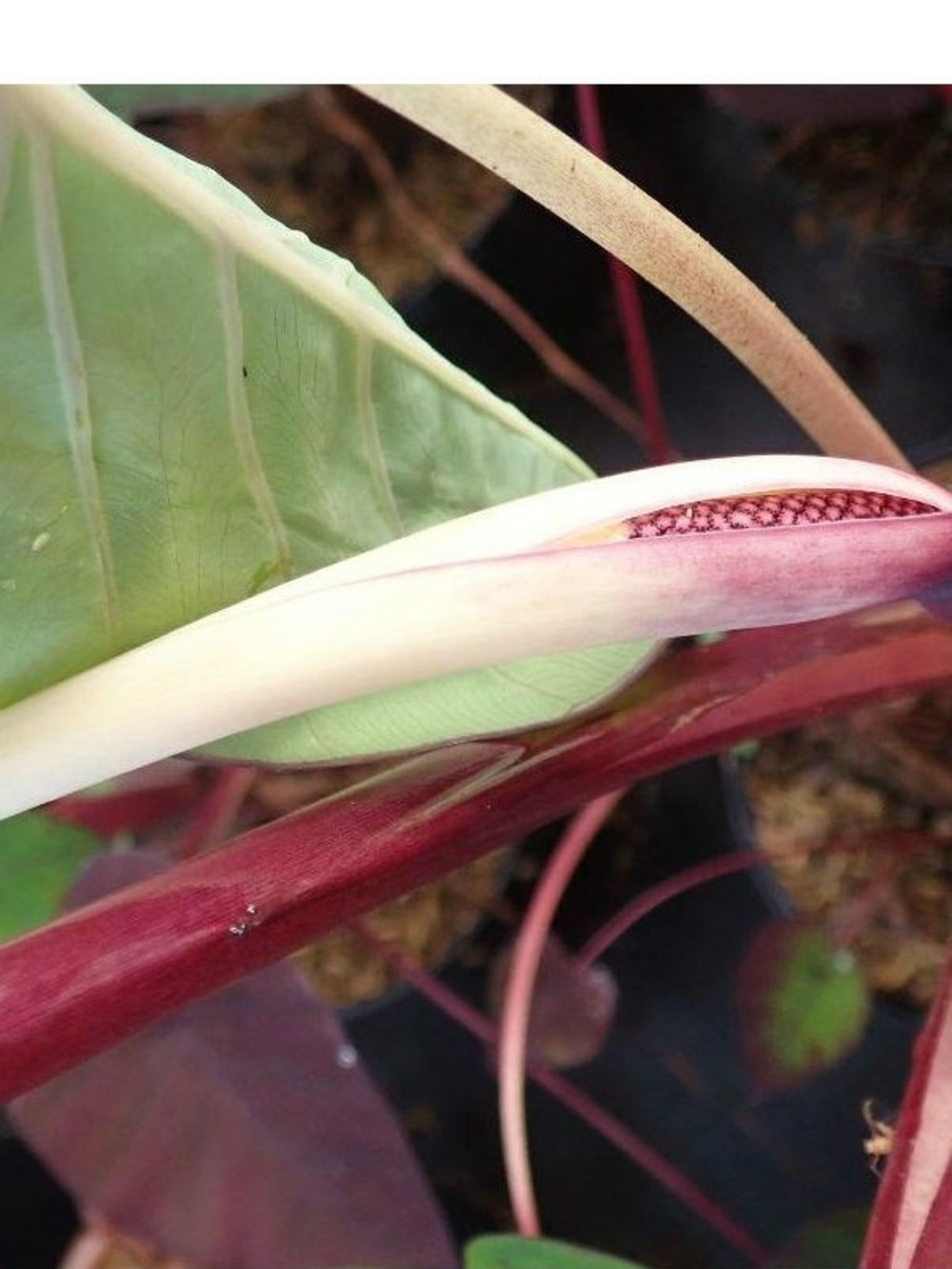 Taro, madère, chou-chine 'madeira' pot de 3l/4l