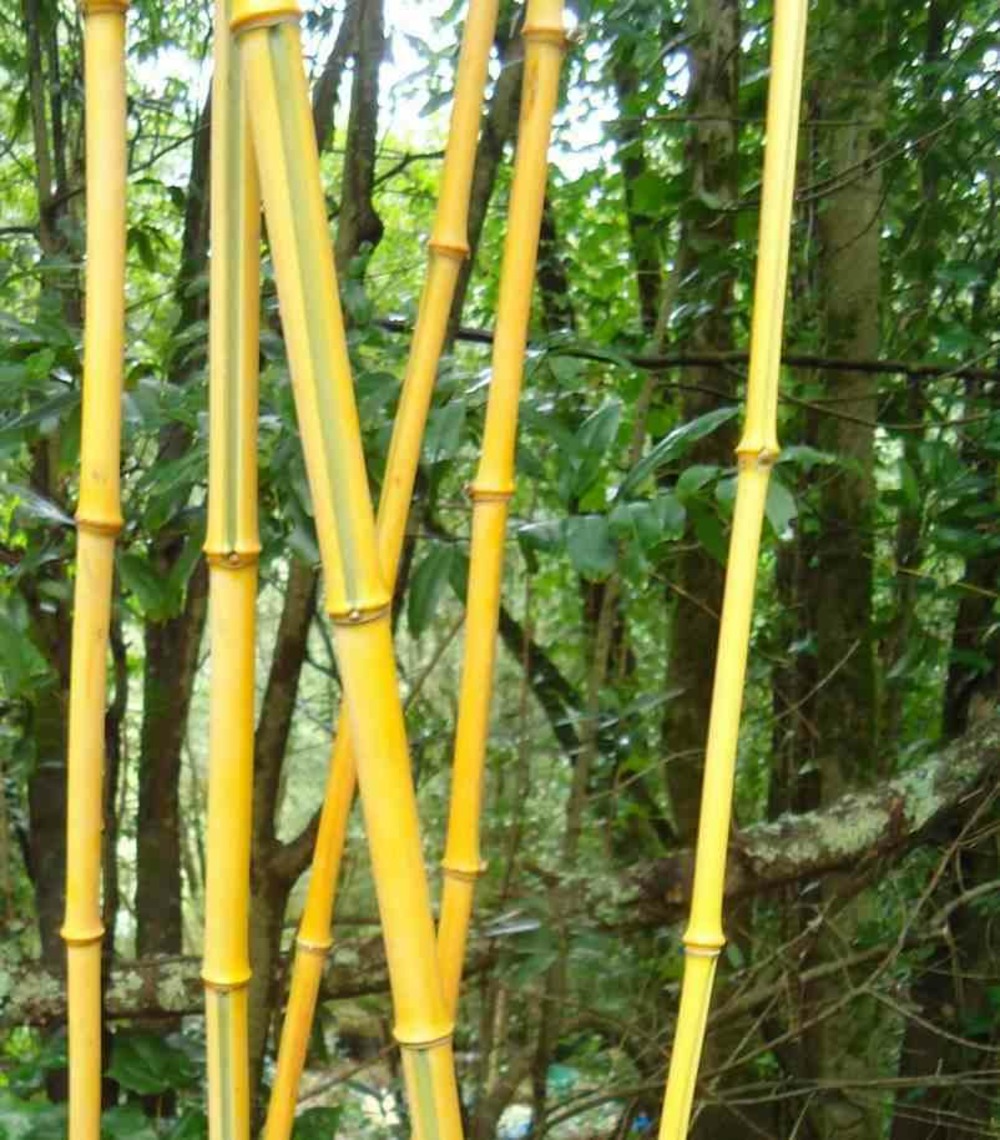 Phyllostachys aureosulcata pot de 2 litres - 30/50 cm