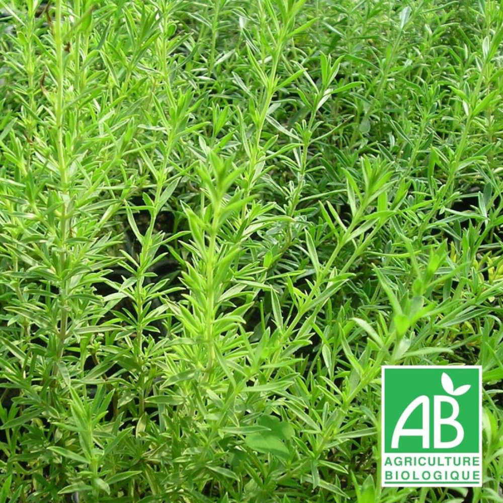 Sarriette de montagne - sans traitement godet - 5/20 cm