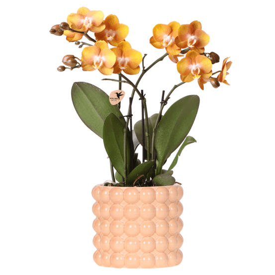 Orchidée las vegas orange/jaune + cache‑pot poppy peach - pot - fleurie - h39 cm