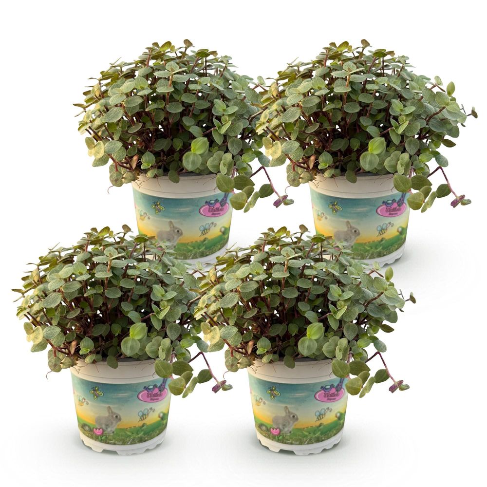 Calissia repens - pet-friendly - pot de 12cm - hauteur 17-20cm