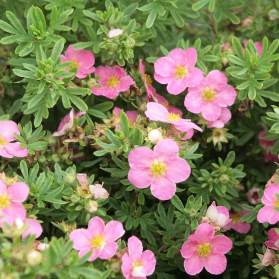 Potentille arbustive 'lovely pink'® pot de 1,5l/2l