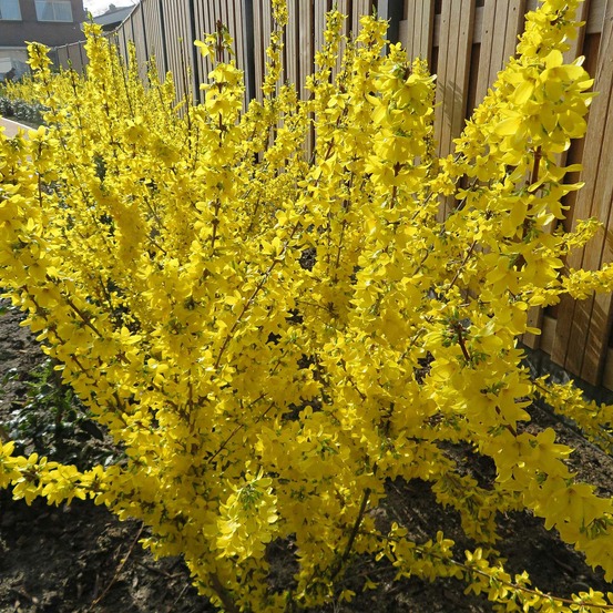 Forsythia mikador - le pot / 3l / hauteur livrée 30-40cm