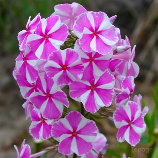 2 Phlox 'Natasha' - Vendu par 2…