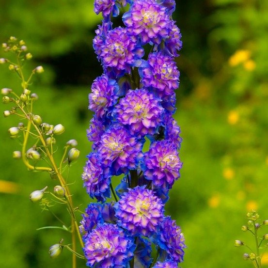 3 pieds d'alouette 'bolero' (delphinium)