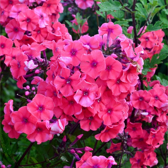 Phlox paniculé starfire - le pot / ø 9cm, vendu par lot de 2