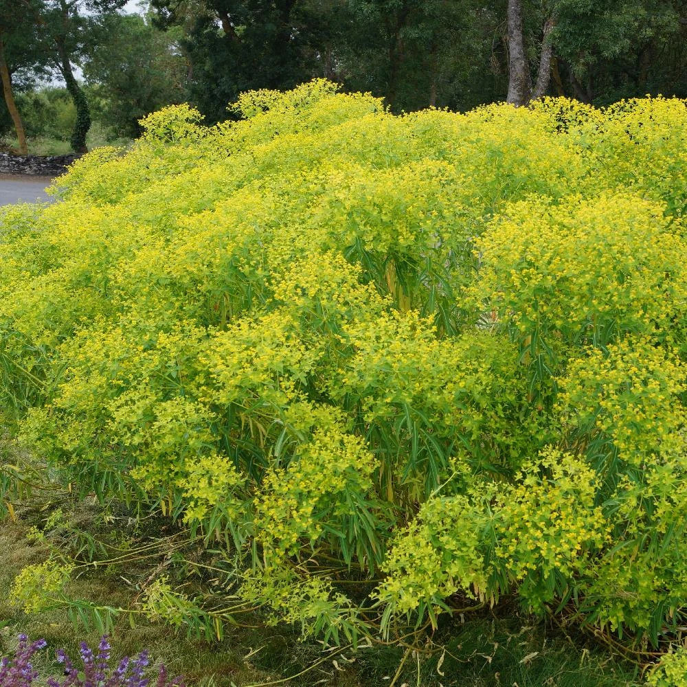Euphorbe de sicile lot de 3 godets
