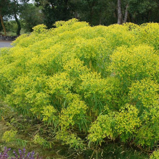 Euphorbe de sicile lot de 3 godets