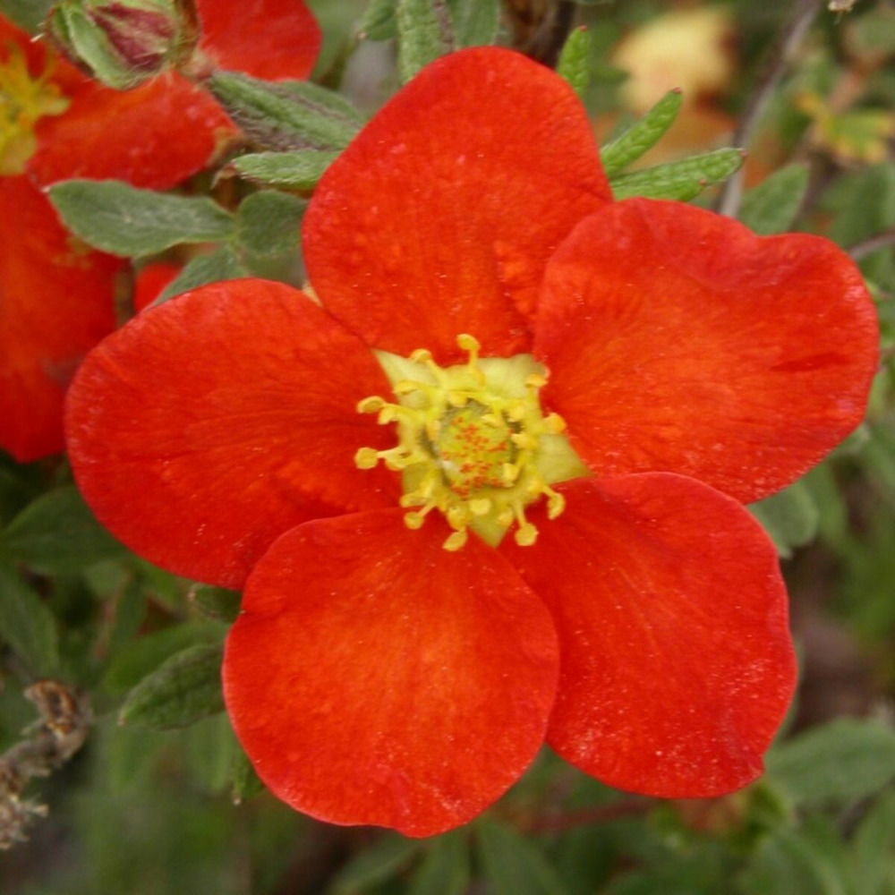 Potentille arbustive marian red robin® 'marrob', potentilla godet - 5/20 cm