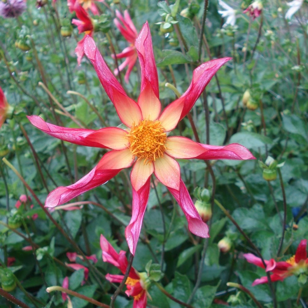 Dahlia honka 'surprise' bulbe
