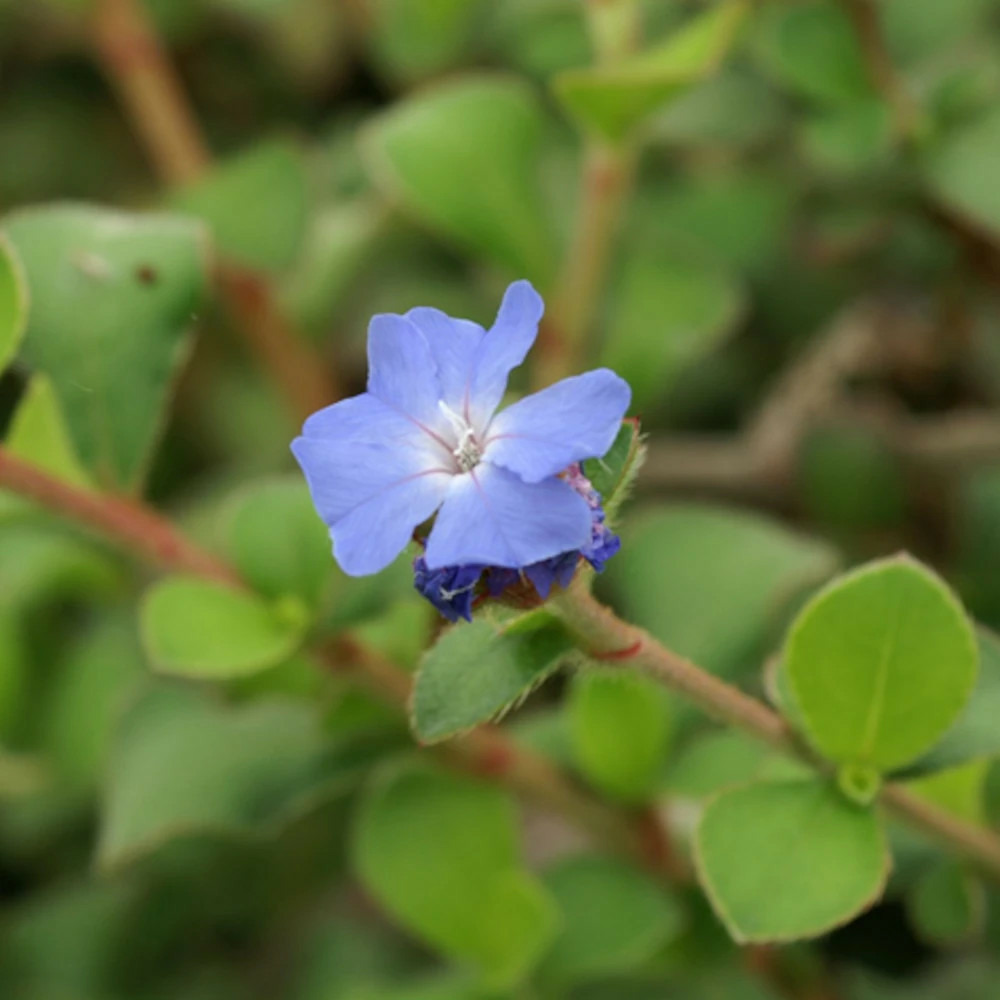 Dentelaire griffithii, ceratostigma godet - 5/20 cm